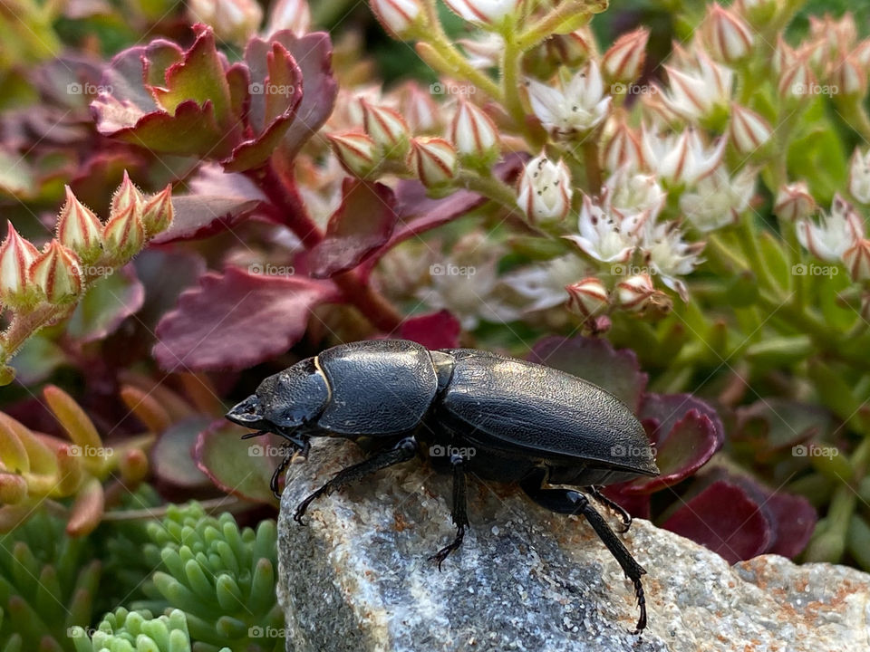 Beetle 