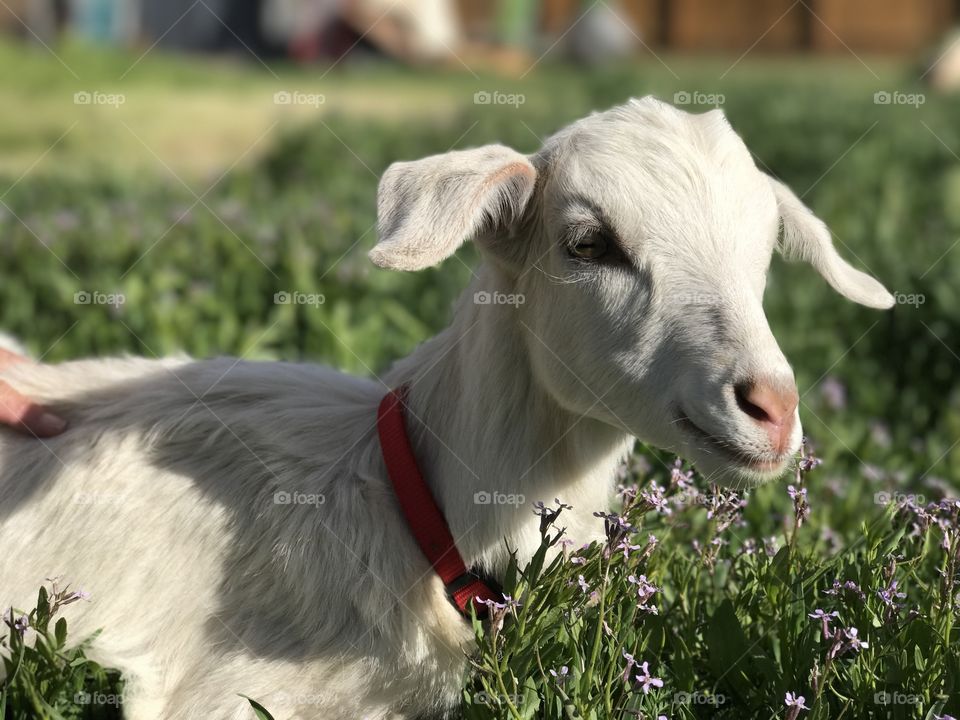 Goat in the flowers. 