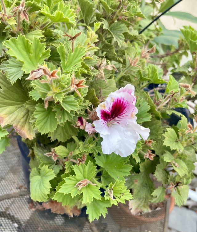 Garden life