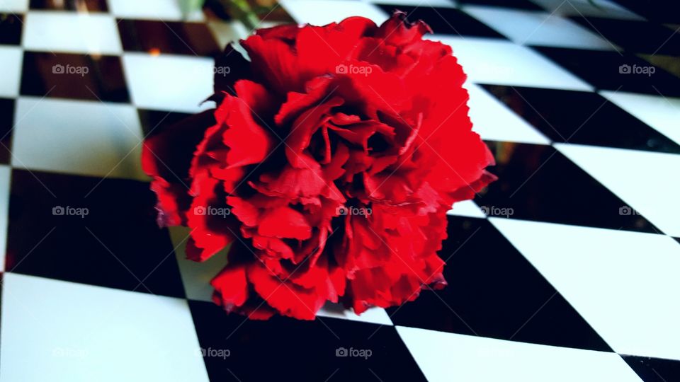 red carnation closeup