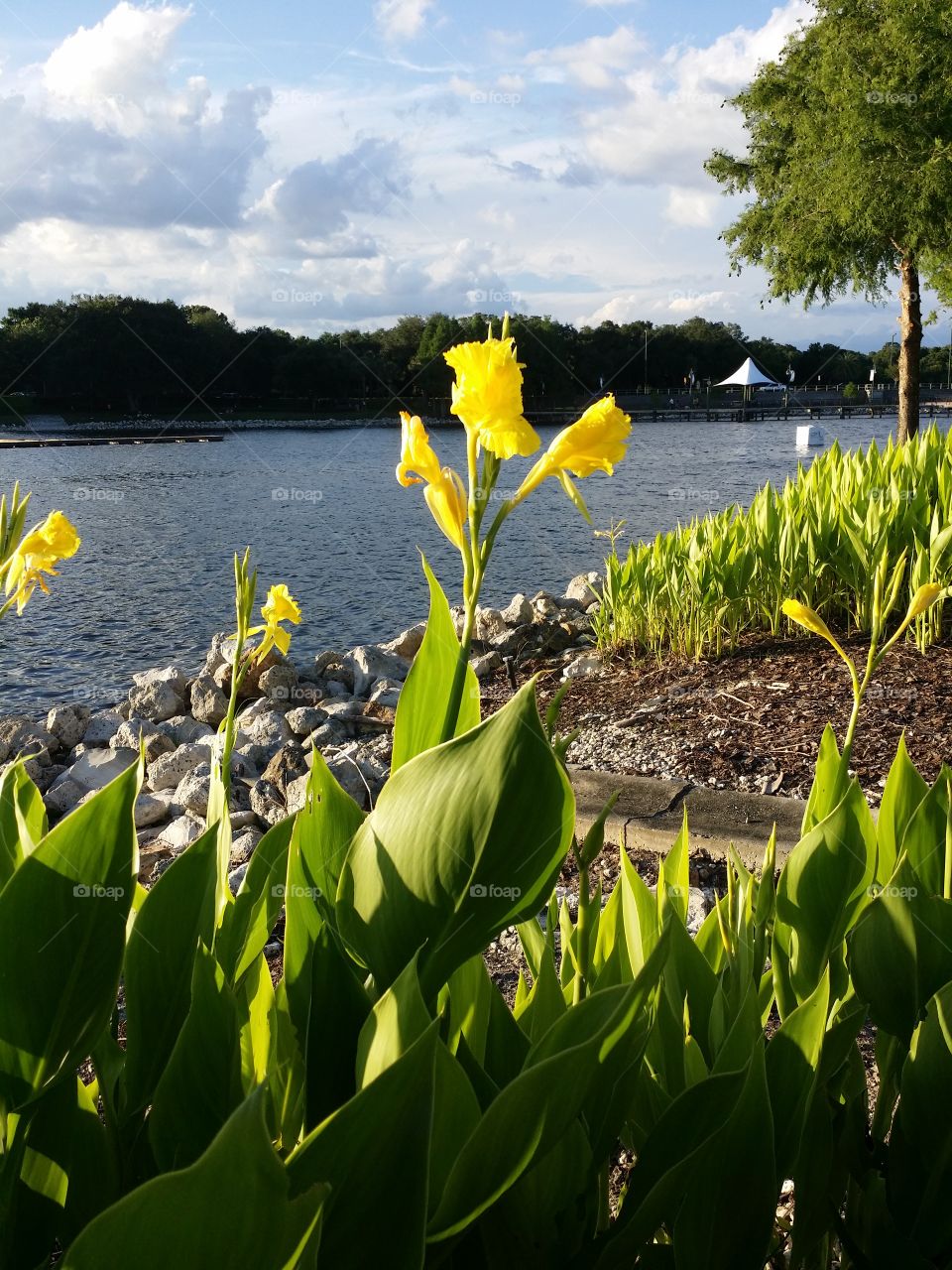 Flower By The Rocks. Took this at Cranes Roost in Altamonte Springs Florida