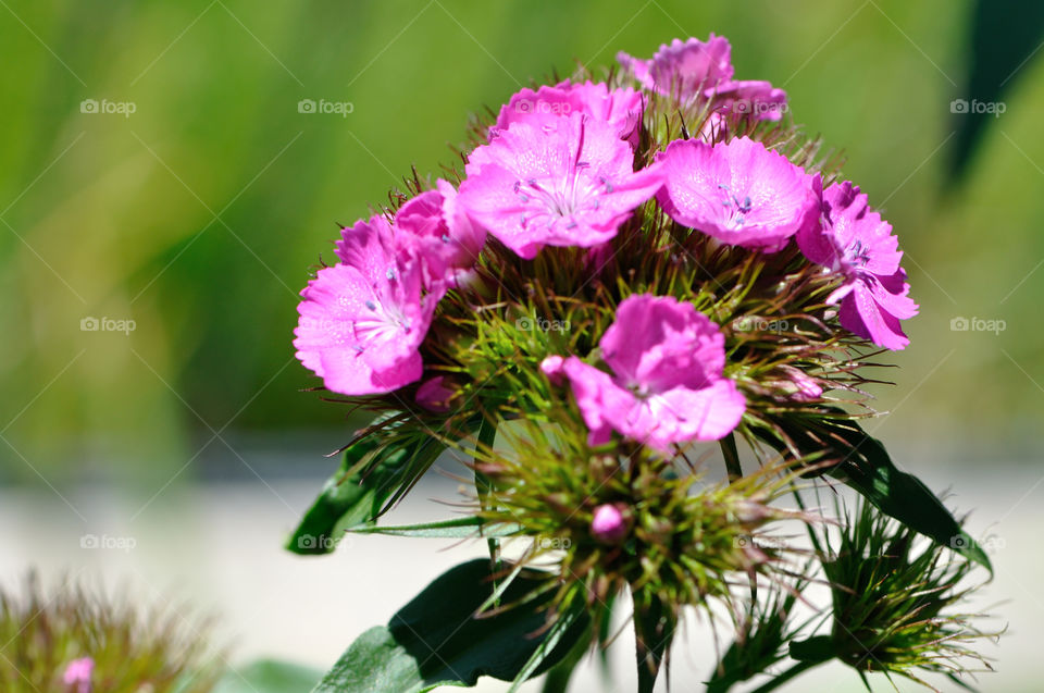 Blume, Blüte, Sommer, Frühling, Natur, Schönheit, Garten, Wiese, Nelke, Pink