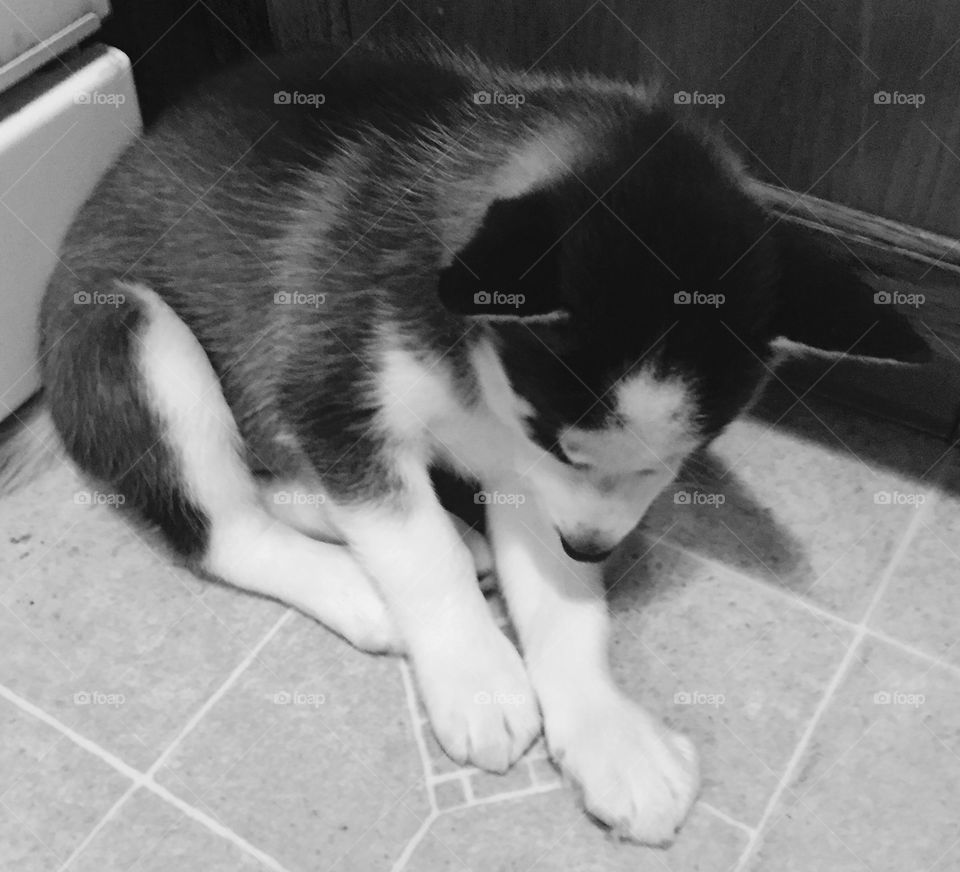 Puppy falling asleep