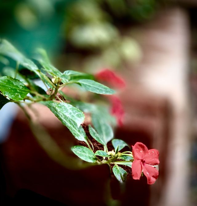 Flower in action 