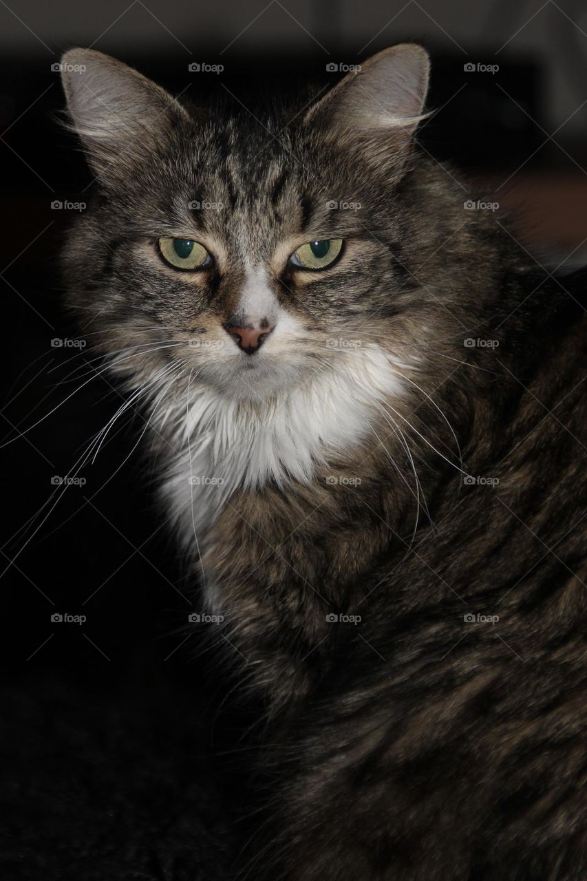 Beautiful tabby cat with big green piercing eyes looking intently at the camera 