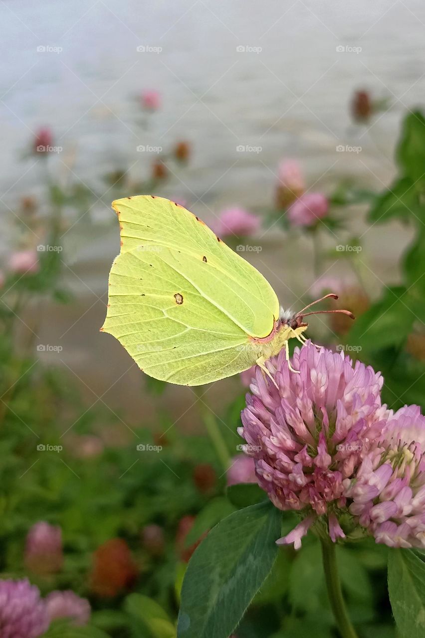 butterfly mobile photography