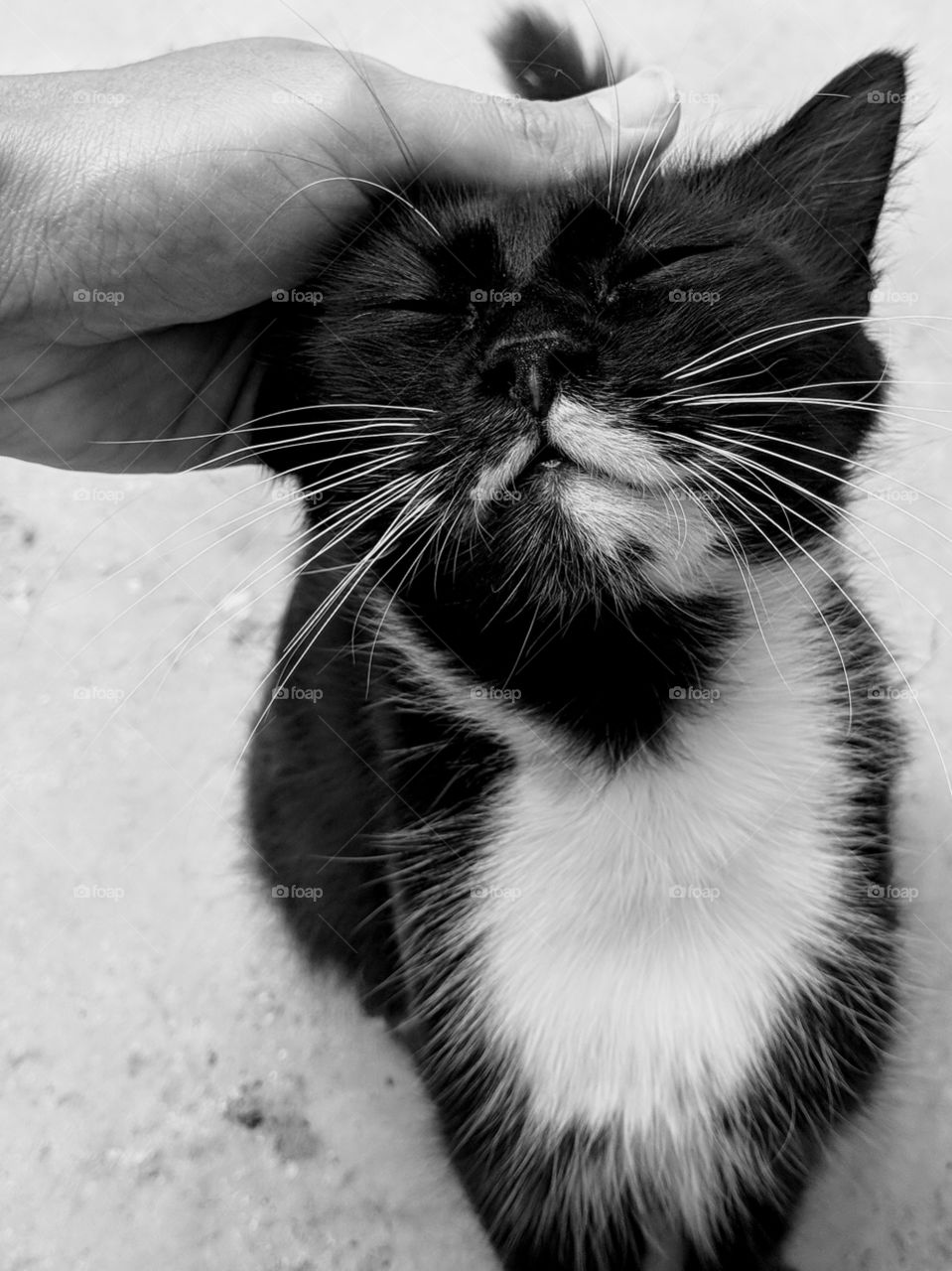 Black and white cat purring satisfaction