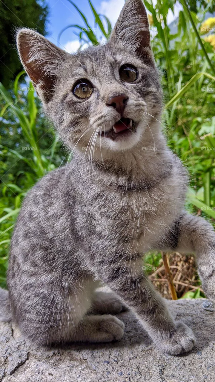 Curious kitty 
