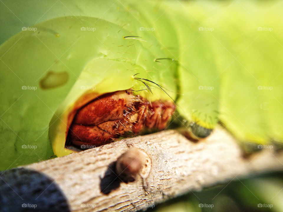 Closeup of a large caterpillar