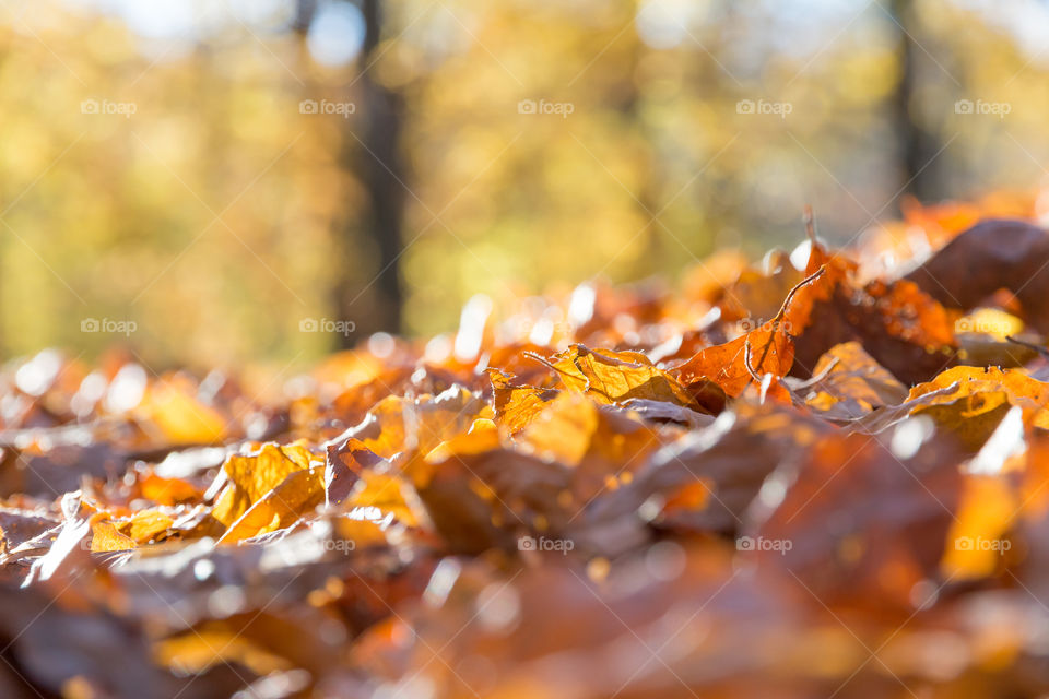 Beautiful colorful leaves on the ground in early autumn 