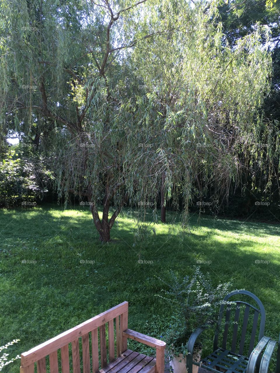 Weeping willow