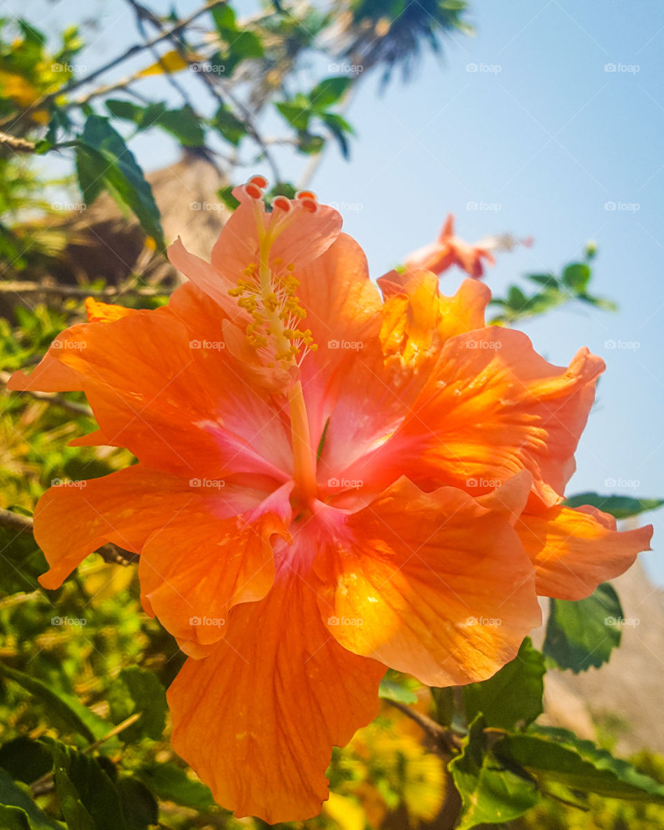 Bright flower at resorts in thailand