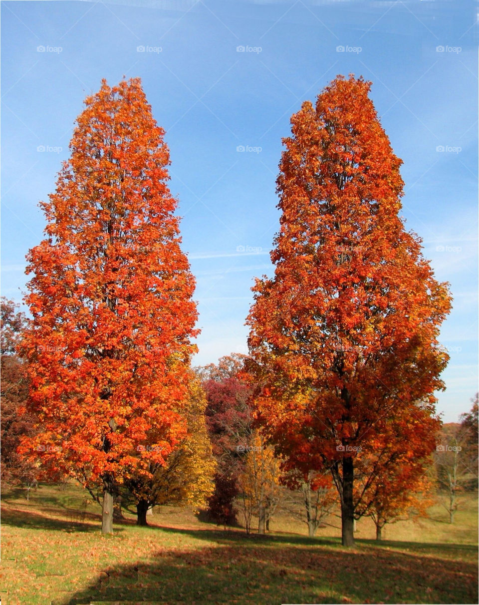 trees autumn gold twin trees by landon