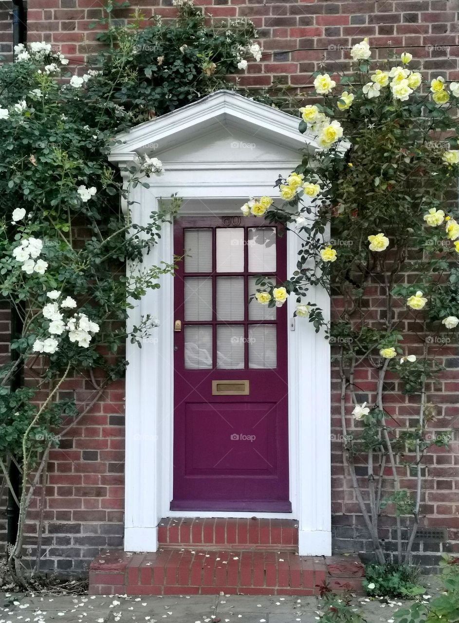 Plants around us. Beautiful tea rose bushes. The beauty of plants at the entrance to the house.