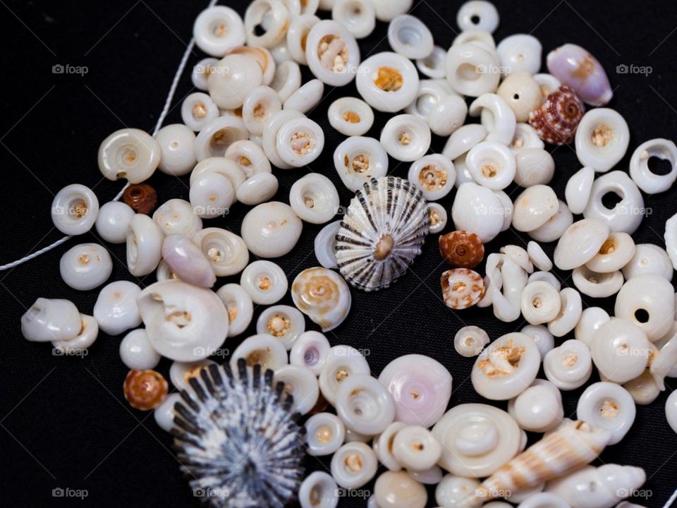 who loves shells?