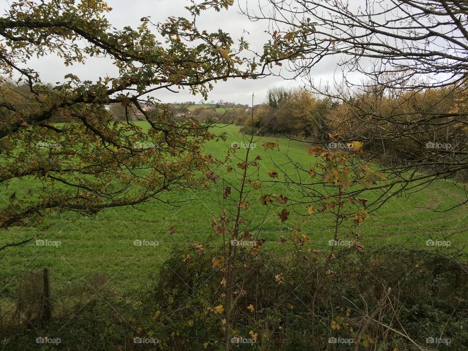 The autumn colours on display for a few days, winter 2017 is next. Tiverton, UK, 2017.