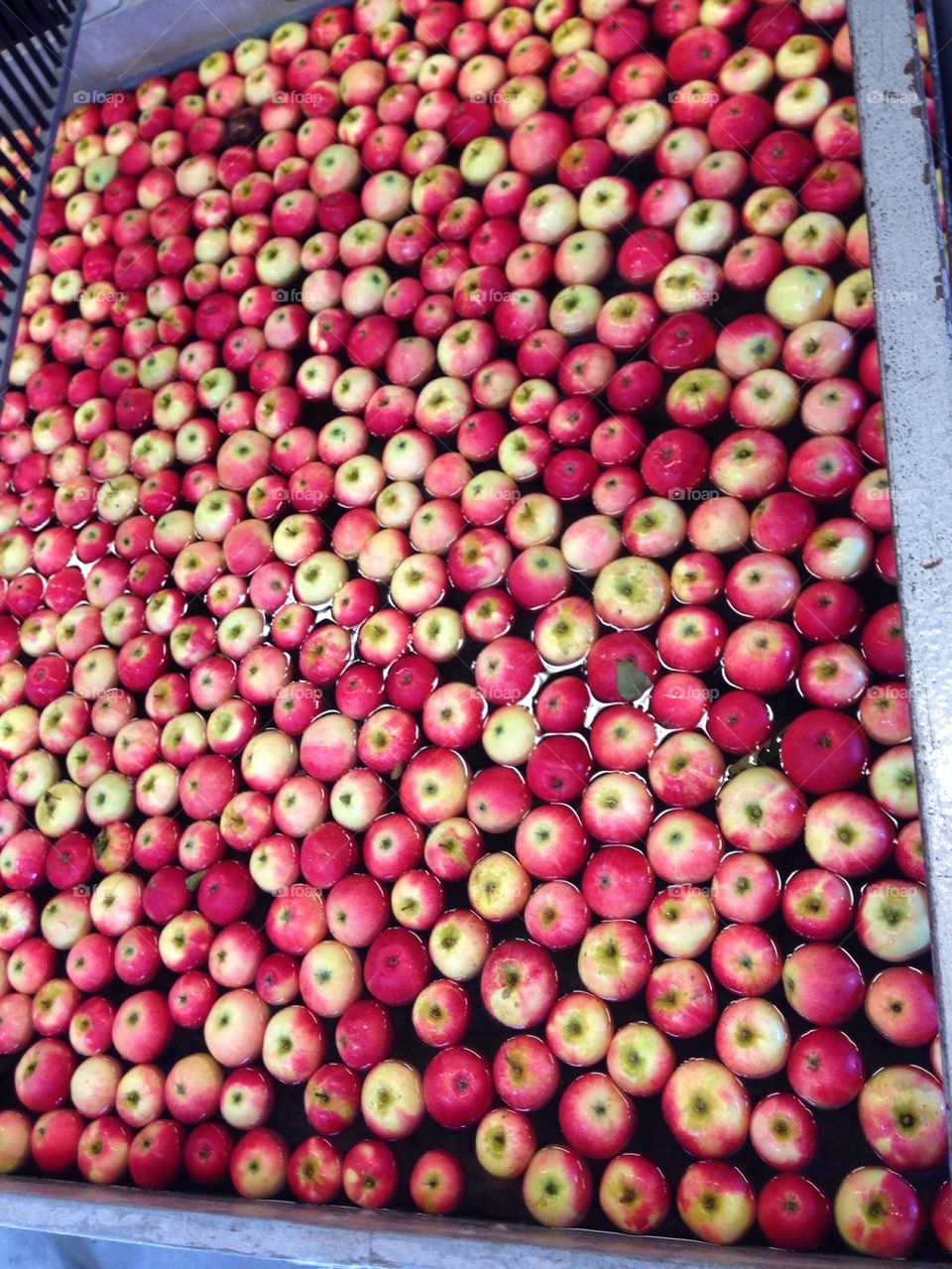 apples harvest äpplen red apples by nataliabrynte