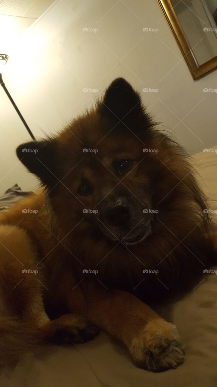 Dog, Canine, Mammal, Pet, One