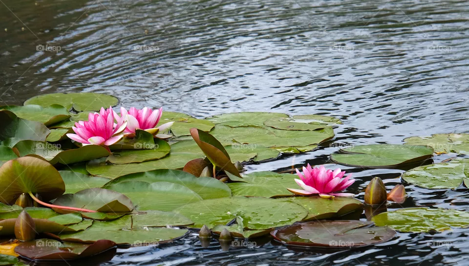 Blooming  lotus