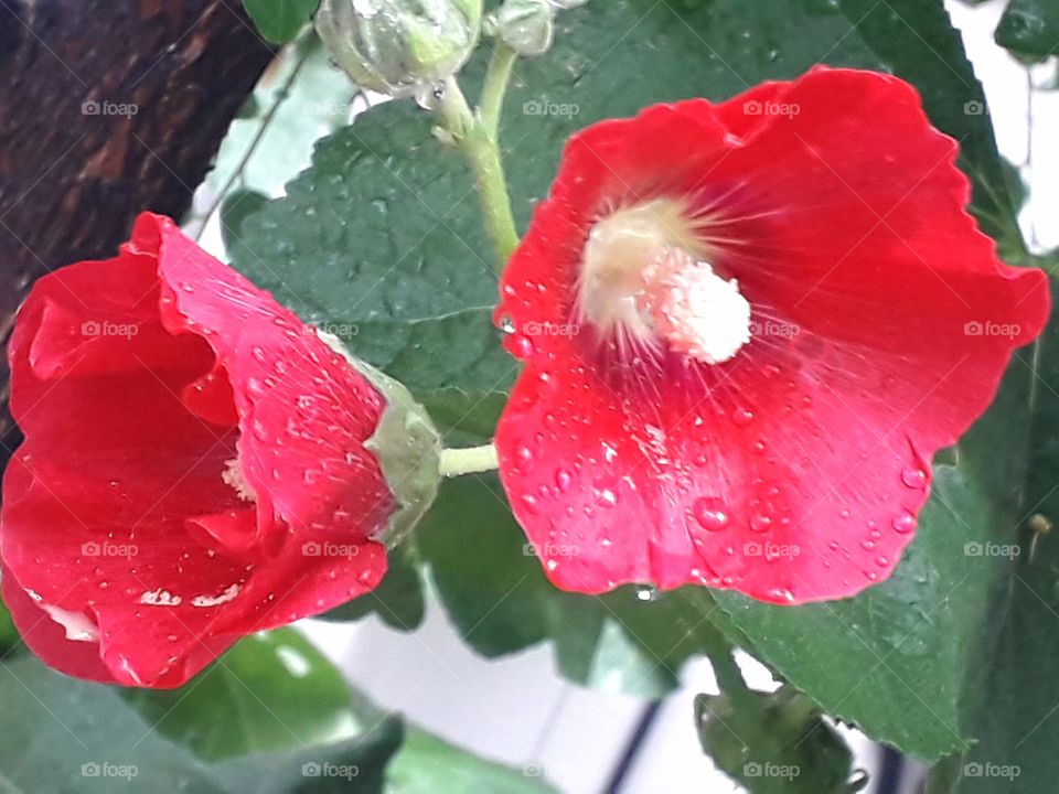 Wonderful red flower