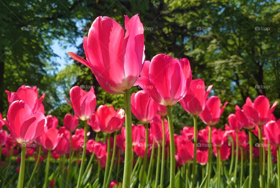 Lots of tulips🌷🌷🌷🌷🌷