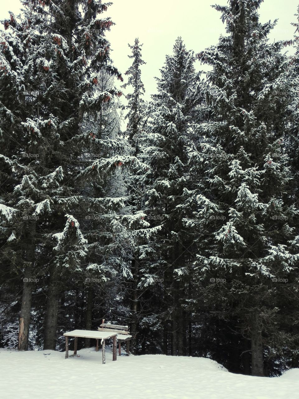 Snow, Winter, Wood, Tree, Cold