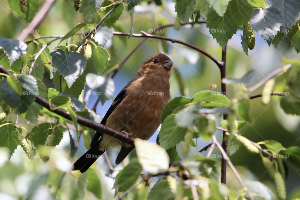 bird between branches