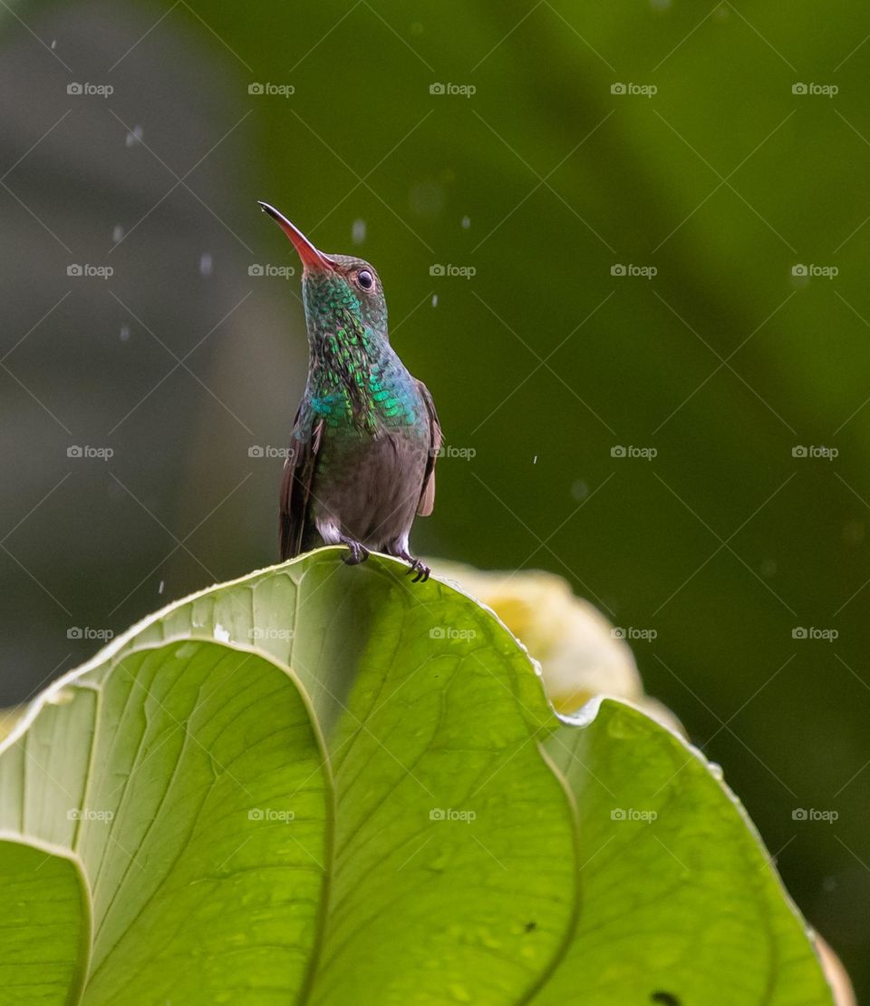 Proud Rufous-tailed hummingbird sitting on leaf in rain.