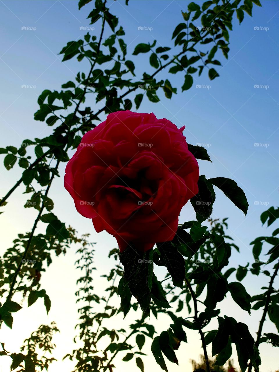 sky and rose