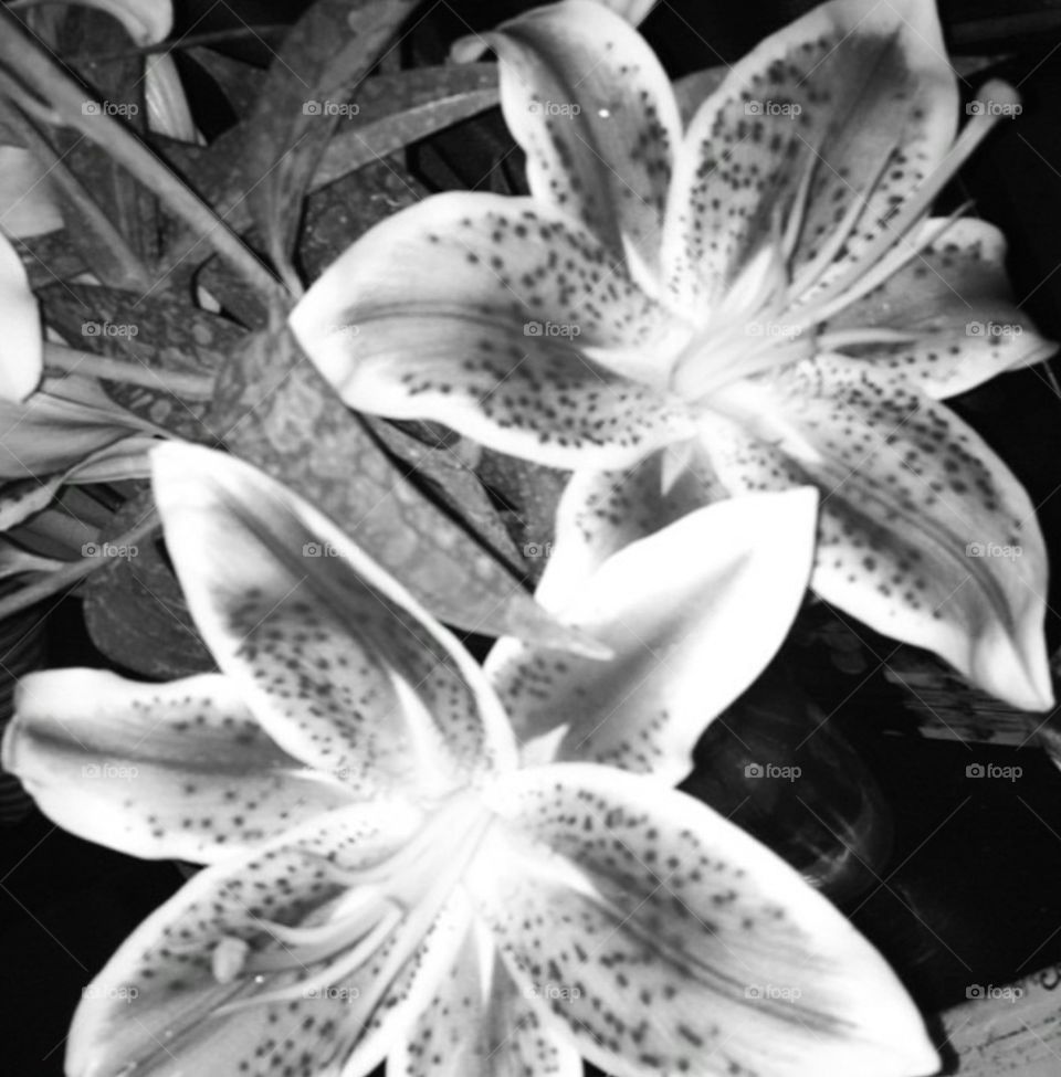 Lilies at night . Black and white shot 