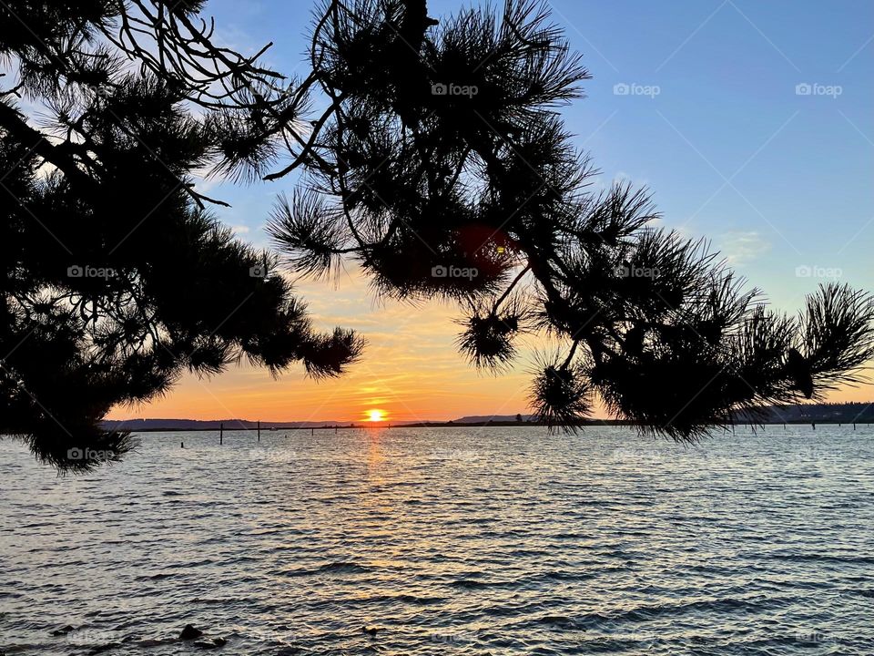 Beautiful beach sunset with pine tree branch 