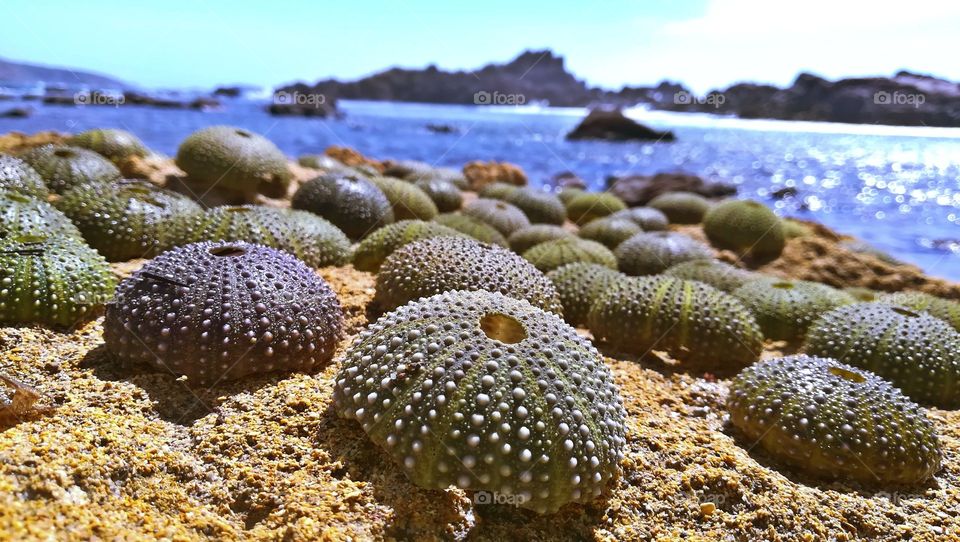 Sea ​​urchins