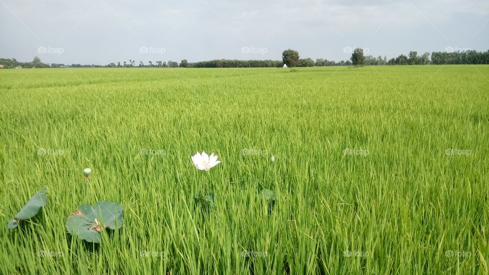 Field, Agriculture, Rural, Cereal, Farm
