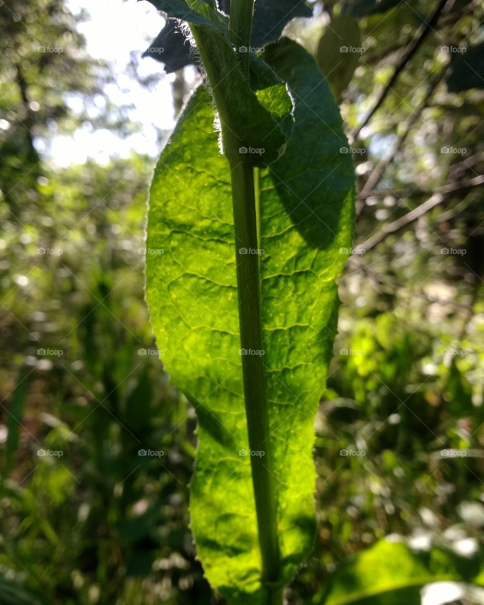 Green leaf in the sunlight