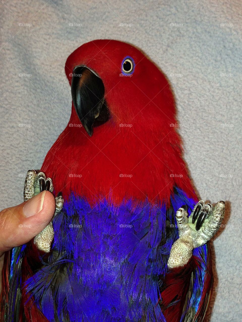 My adorable trusting pet parrot . She is a Female Eclectus  Parrot named Sadie and she makes me happy everyday.