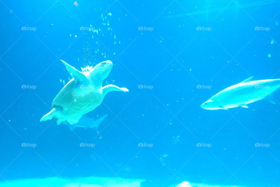 Bubble turtle . Turtle swimming through bubbles