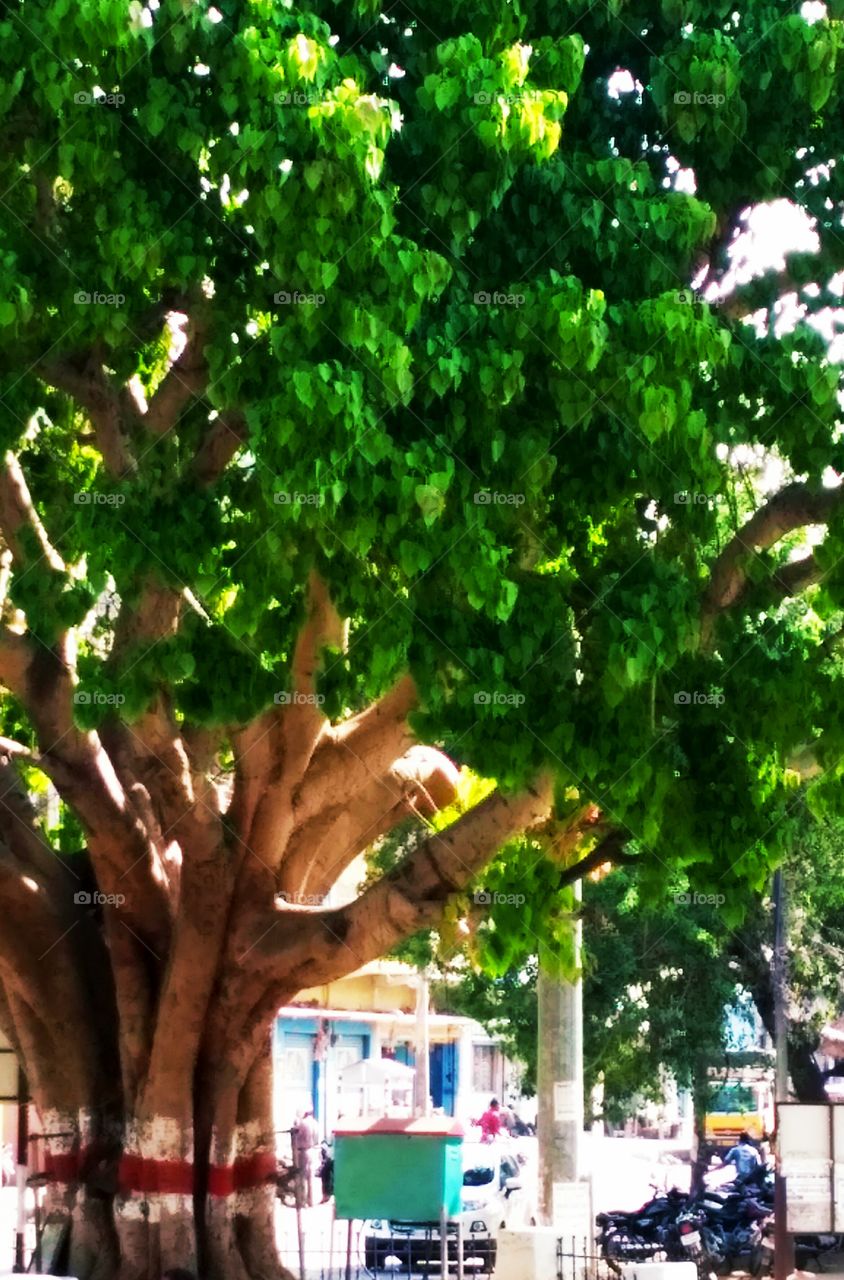 Beautiful Trees...-Peepal Tree Indis
