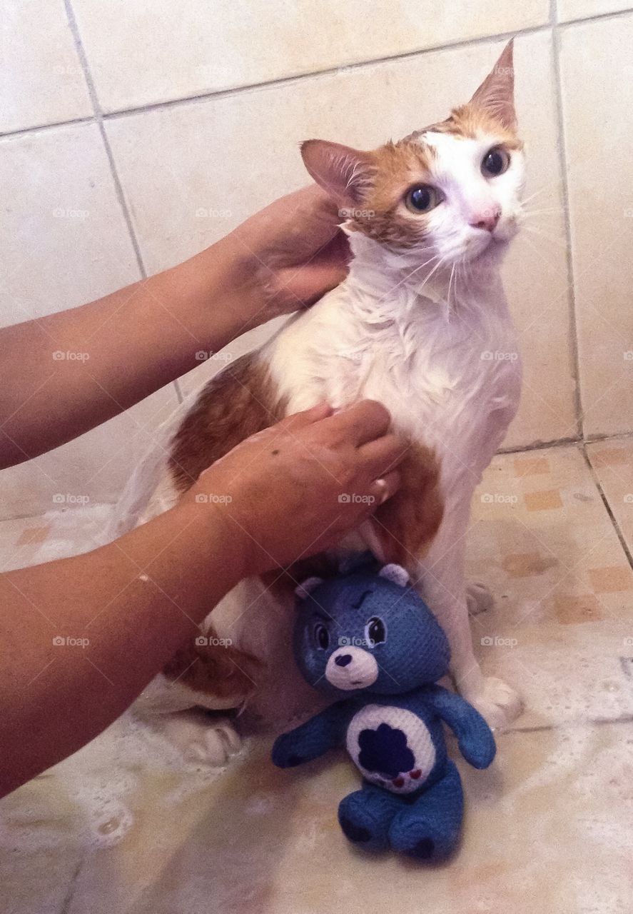Bathing Tappi cat 