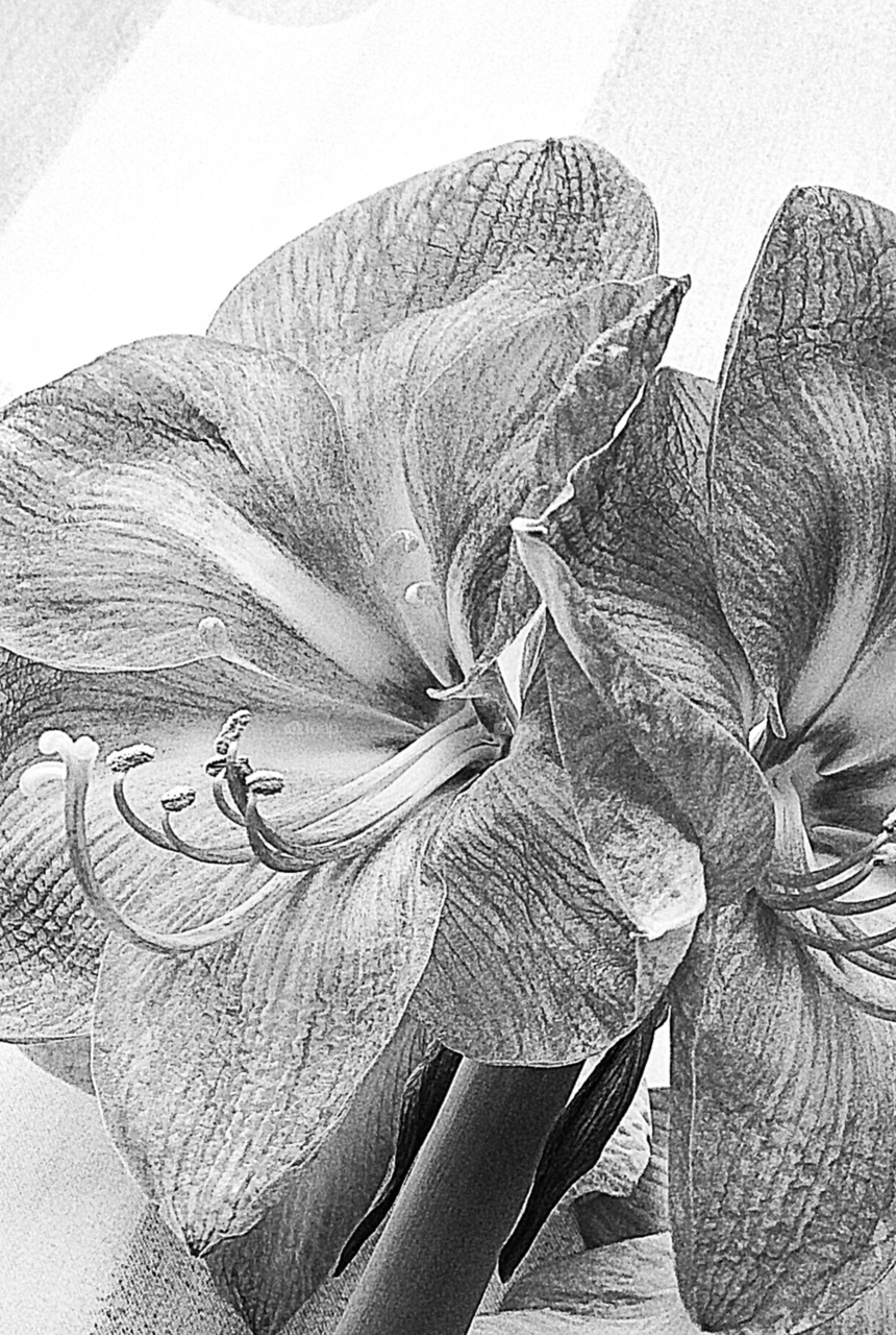 flower black and white amaryllis december by marimax