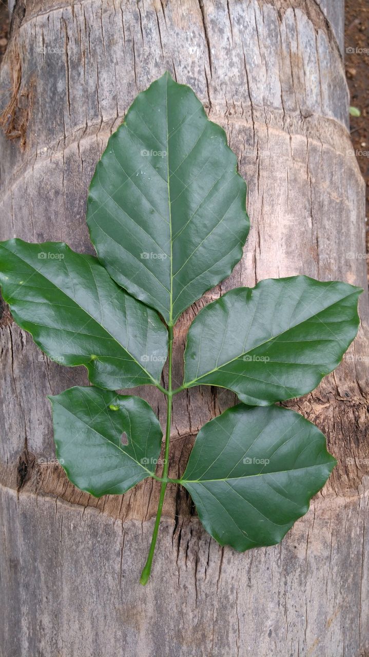 Green leaf on tree trunk