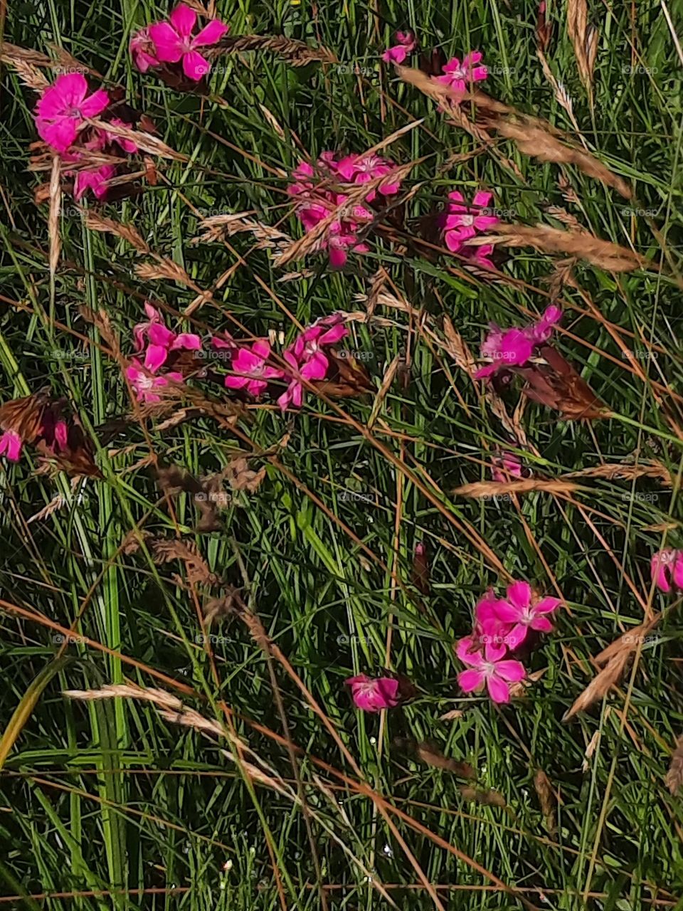 summer meadow  with wild carnation