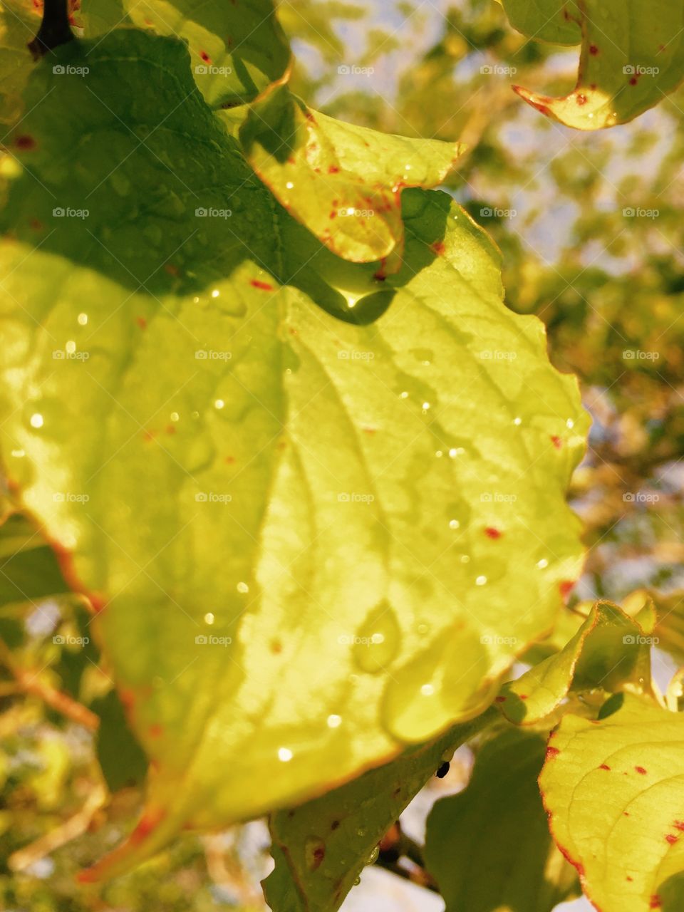 Raindrops on the leaves of a tree. Bright green!