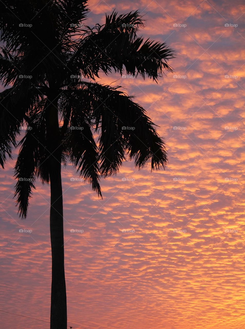 Silhouette of palm tree during sunset