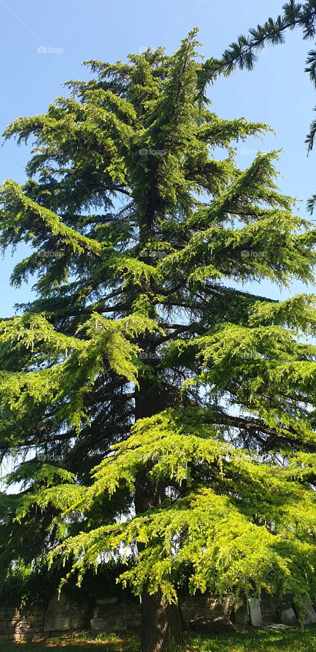 pine tree