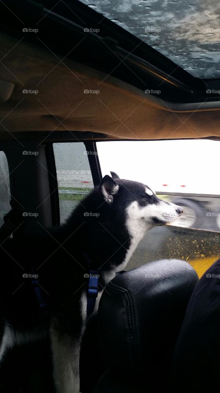 Yukon in the truck. window down, rain in the face.  Yukon the trucker dog.