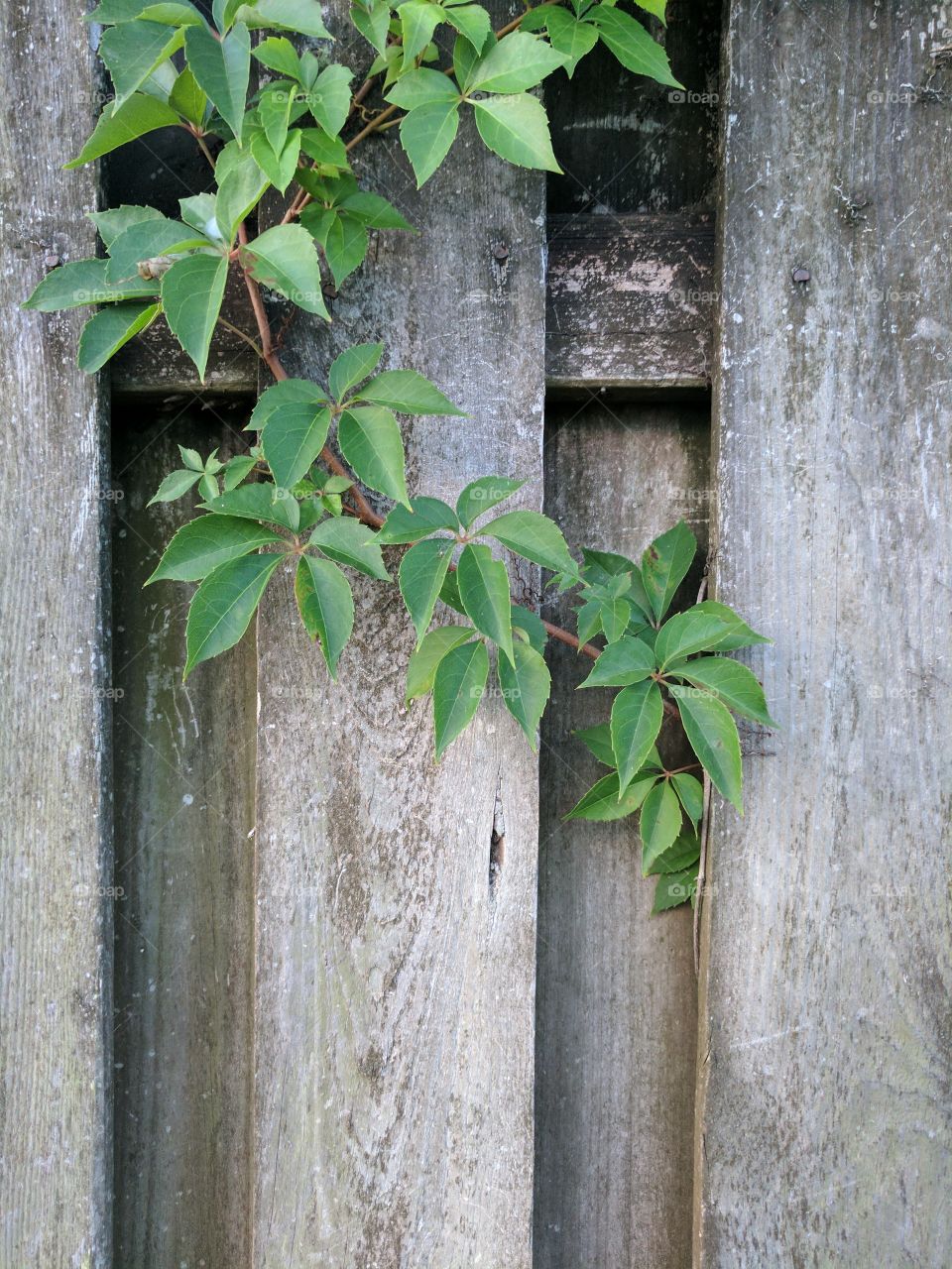 fence weed
