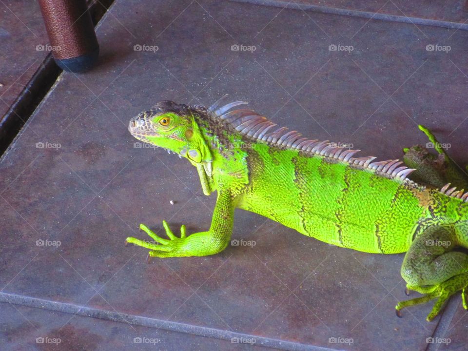 lizard