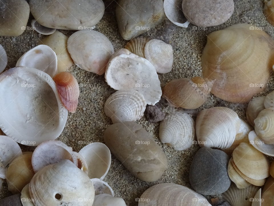 Shell, Food, Seashell, Desktop, Nature