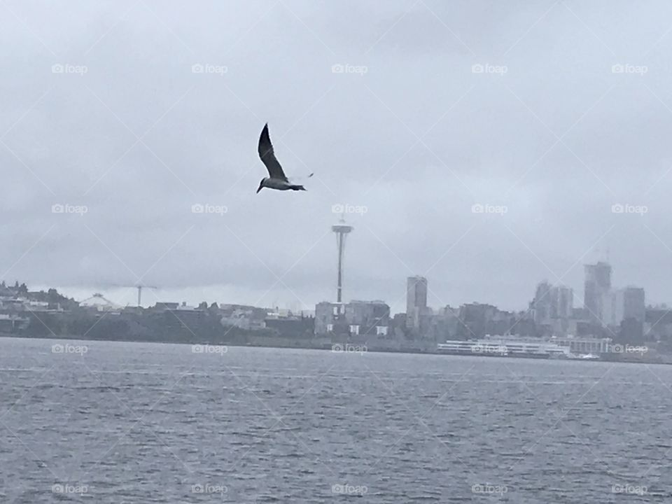 Water, Bird, Sea, Seagulls, Sky