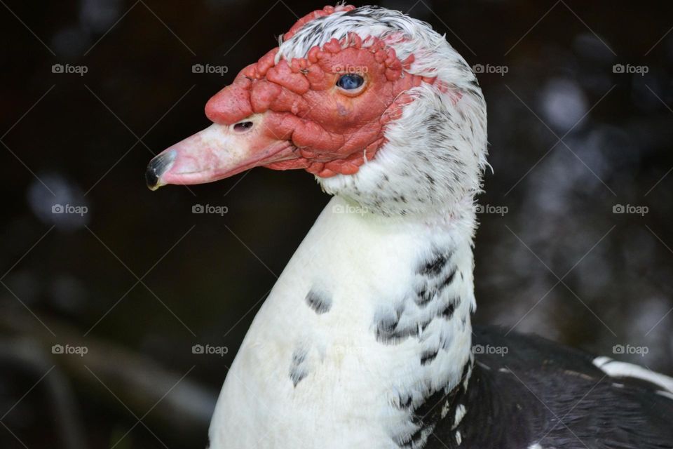 A closeup view of a duck’s head including his white and black spotted neck, his orange beak, and his red face